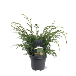 Juniperus chinensis Blue Alps