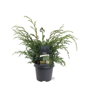 Juniperus chinensis Blue Alps