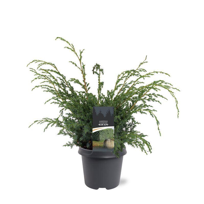 <h4>Juniperus chinensis Blue Alps</h4>