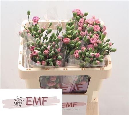 <h4>Di Tr Mocha Sweet</h4>