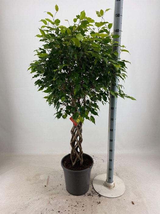 <h4>Ficus benja.   ...</h4>
