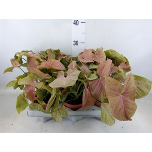 Syngonium   ...