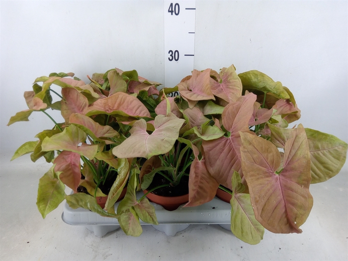 <h4>Syngonium   ...</h4>