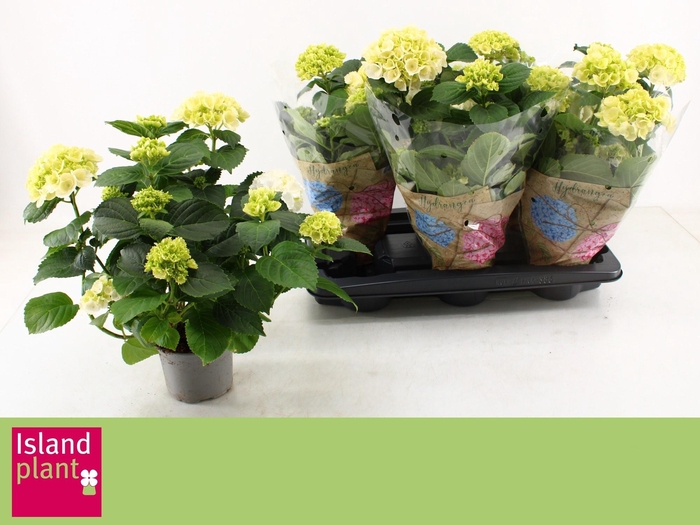 <h4>HYDR M SCHNEEBALL</h4>