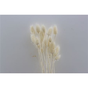 DRY CARDI STELLA BLEACHED