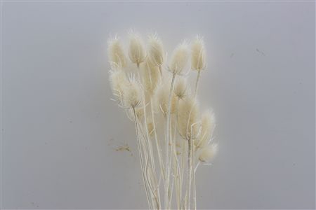 <h4>DRY CARDI STELLA BLEACHED</h4>