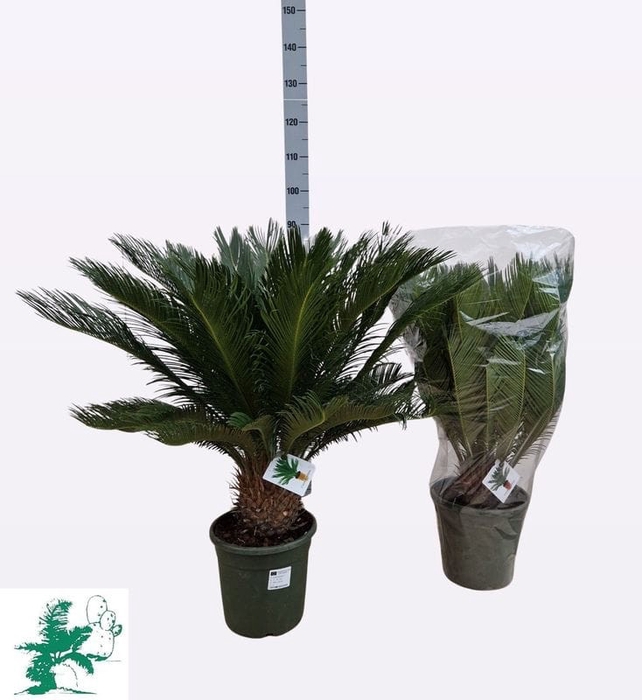 <h4>CYCAS REVOLUTA</h4>