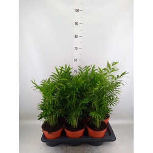 Chamaedorea elegans