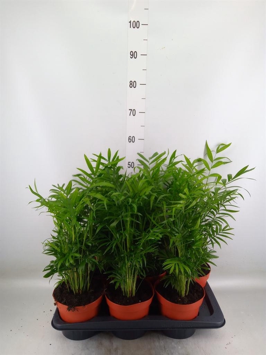 <h4>Chamaedorea elegans</h4>