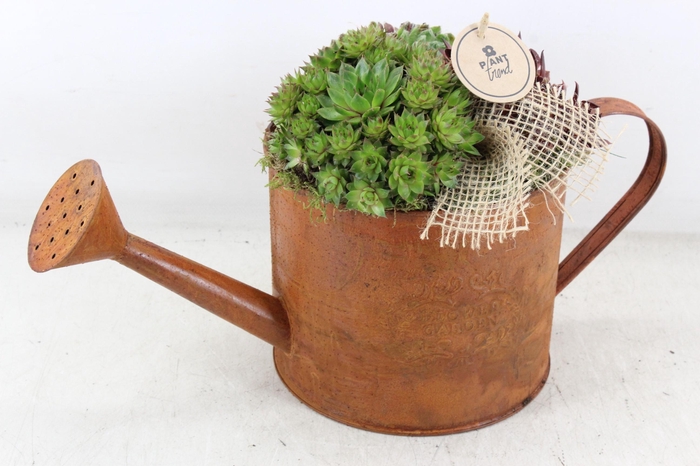 <h4>arr4 Semp PL - Roest gieter 285/4</h4>