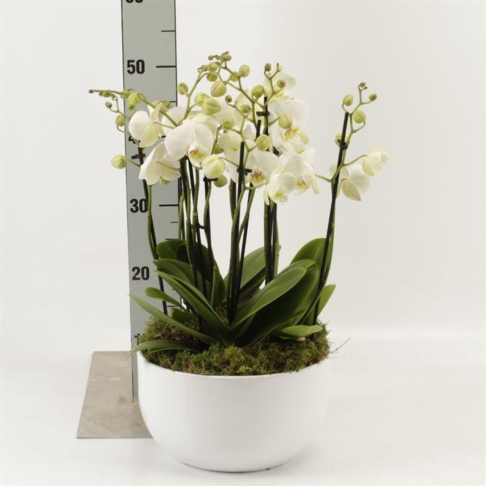 <h4>Phalaenopsis 'Ant Inverness'</h4>