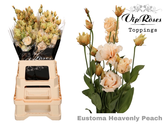 Lisianthus do paint heavenly peach