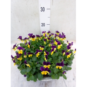 Viola corn. 'Evo Mini Lemon Purple'