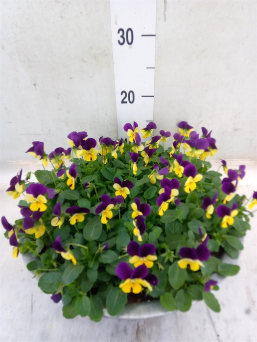 <h4>Viola corn. 'Evo Mini Lemon Purple'</h4>