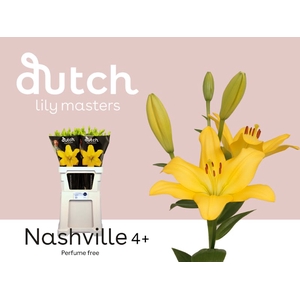 Li La Nashville 4+ Lily Master