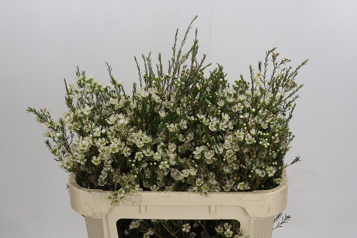 <h4>Chamelaucium Sirius</h4>