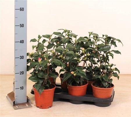 <h4>Came Japonica 15+</h4>