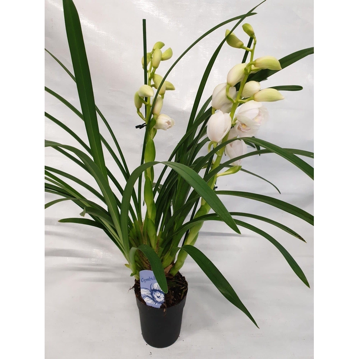 <h4>2 TAK TWO VIRGINS</h4>