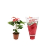 Anthurium Everio in Couture sleeve
