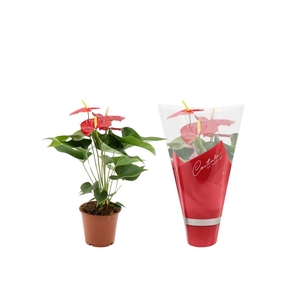Anthurium Everio in Couture sleeve