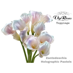 Calla Klb Holographic Pastel VIP