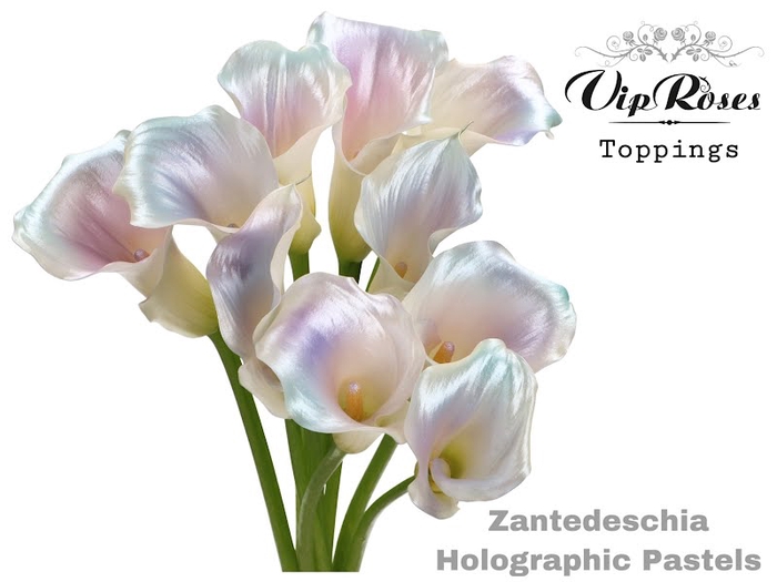 <h4>Calla Klb Holographic Pastel VIP</h4>