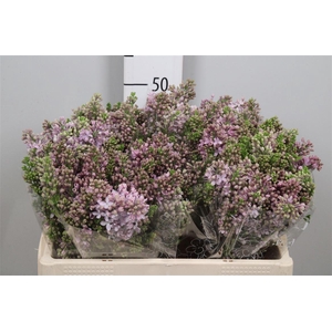 Syr V Lavaliensis 4+