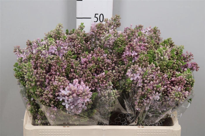 <h4>Syr V Lavaliensis 4+</h4>