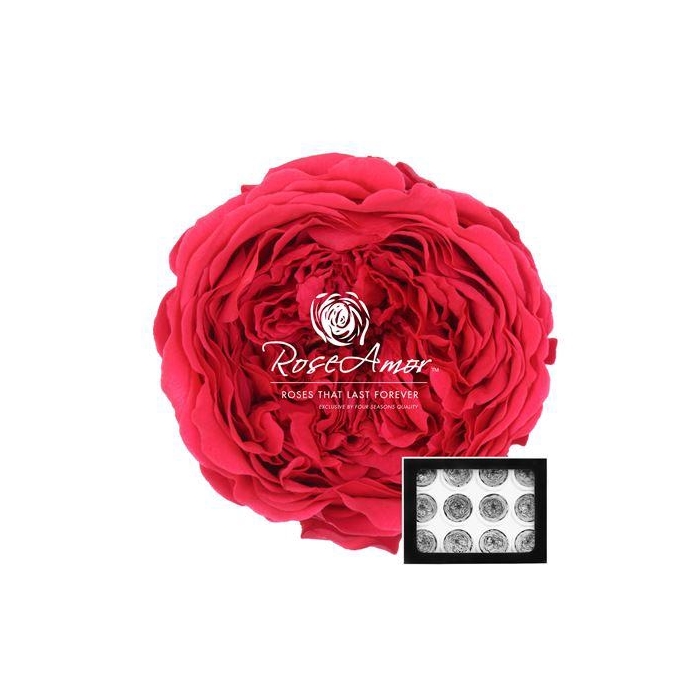 <h4>Amelia Pin03</h4>