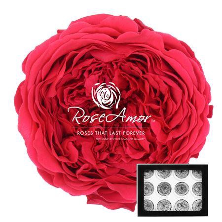 <h4>Amelia Pin03</h4>