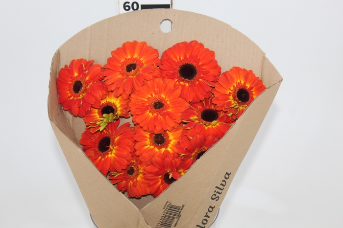<h4>GERBERA ENTOURAGE < 050 CM > 10 CM DIAM LARANJA</h4>