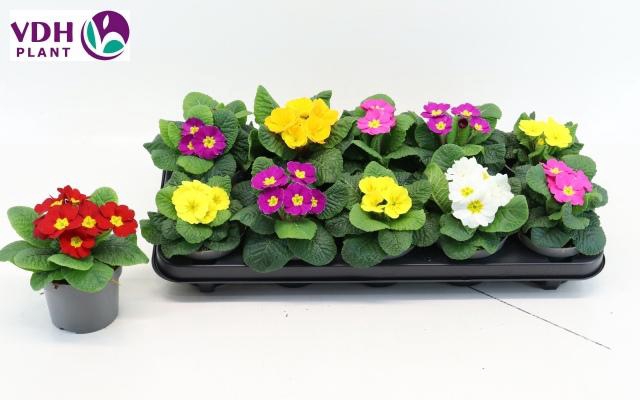 <h4>PRIM AC PARADISO GEM</h4>