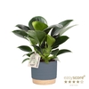 PHILODENDRON ERUBESCENS P10 WB BLUE