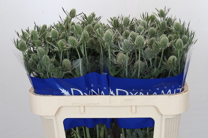 <h4>Eryngium Silver Dynamite</h4>