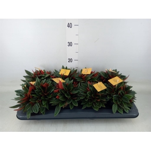 Peperomia caperata 'Rosso'