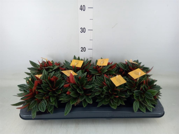 <h4>Peperomia caperata 'Rosso'</h4>