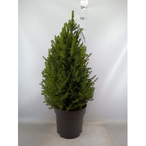 Picea glauca 'Conica'