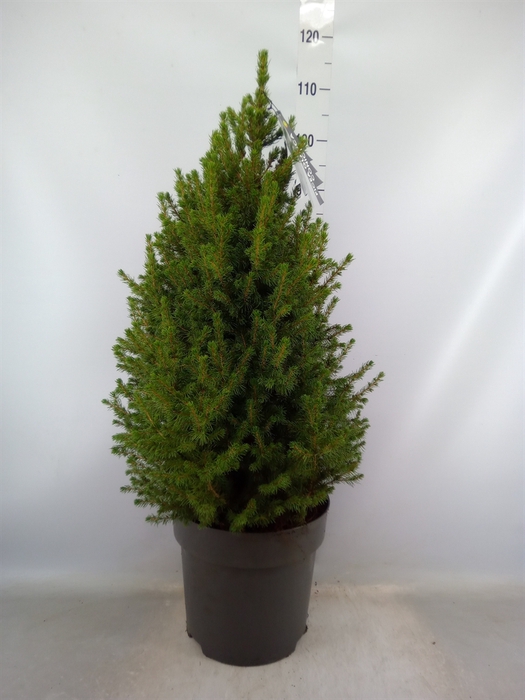 <h4>Picea glauca 'Conica'</h4>