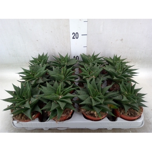 Haworthia limifolia