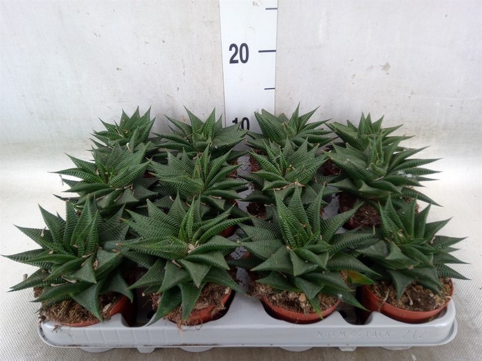 <h4>Haworthia limifolia</h4>