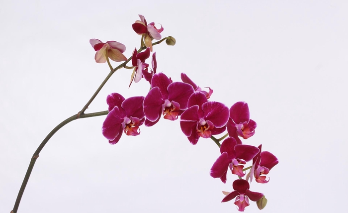 <h4>PHAL CAPECHE TAK 9+</h4>
