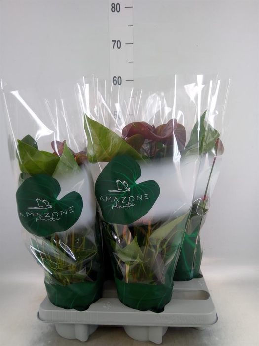 <h4>Anthurium andr. 'Essencia'</h4>