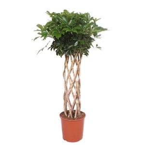 Schefflera Compacta