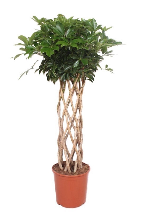 <h4>Schefflera Compacta</h4>