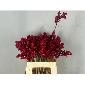 Stick Berries Ilex Red