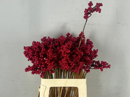 <h4>Stick Berries Ilex Red</h4>