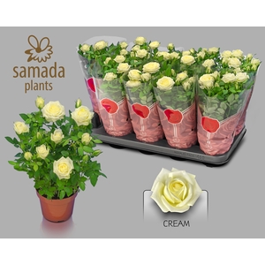 RO TUNESIE  CREAM ST