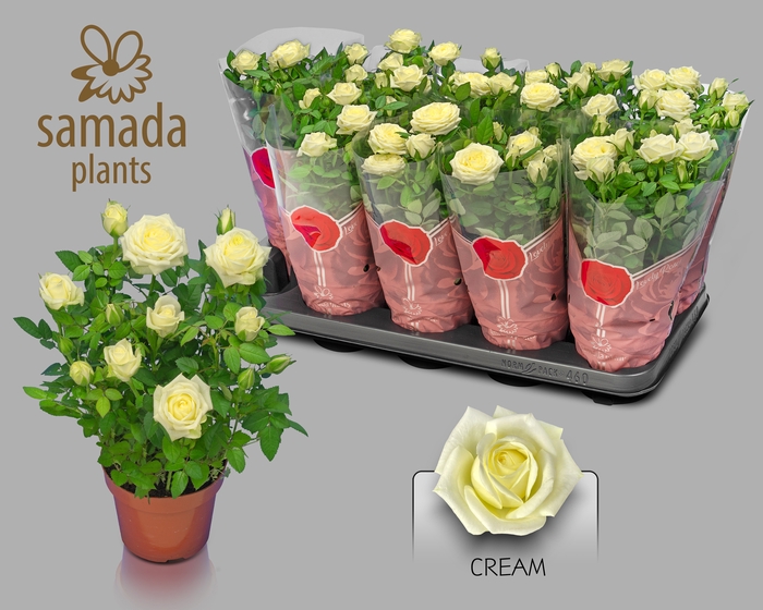 <h4>RO TUNESIE  CREAM ST</h4>