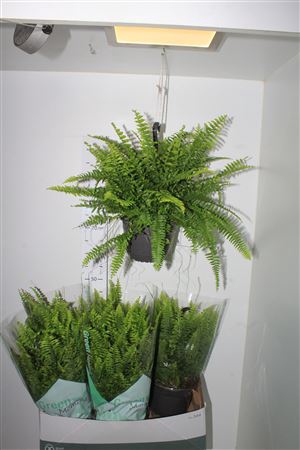 <h4>Nephr Ex Green Momen Hangpot</h4>