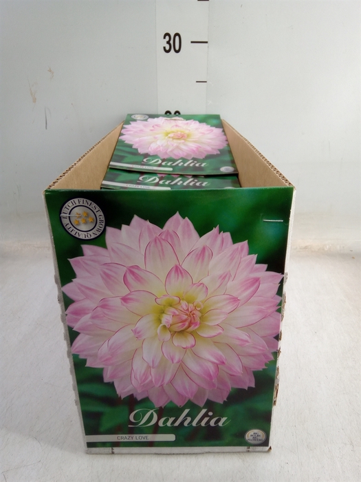 <h4>Dahlia   ...flowerbulbs</h4>